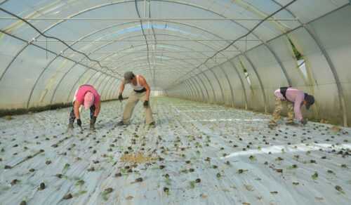 Qui a tué Elio Maldonado? Saison agricole et “travail détaché”